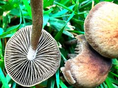 (Mower's Mushroom) underside