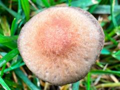 (Mower's Mushroom) upperside