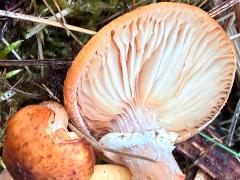 (Armillaria Honey Mushroom) underside