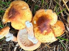 (Armillaria Honey Mushroom) upperside