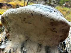 (Hoof Fungus) underside