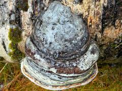 (Hoof Fungus) upperside