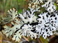 (Hypogymnia Tube Lichen) colony