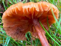 (Laccaria Deceiver) underside
