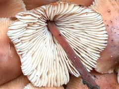 (Marasmiineae Mushroom) underside