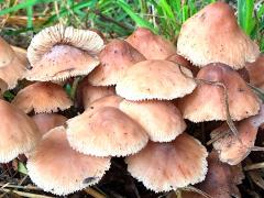 (Marasmiineae Mushroom) upperside