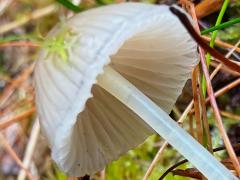 (Mycena Bonnet) lateral