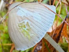 (Mycena Bonnet) upperside