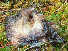 (Blackening Russula) underside