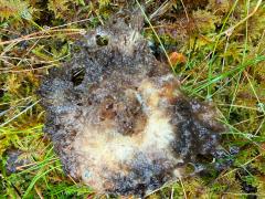 (Blackening Russula) upperside