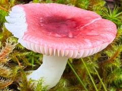 (Birch Brittlegill) lateral