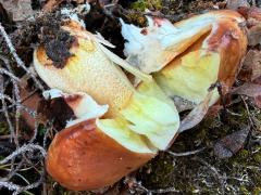 (Suillus Slippery Jack) lateral