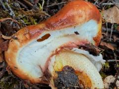 (Suillus Slippery Jack) underside
