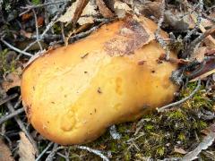 (Suillus Slippery Jack) upperside