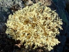 (Flavocetraria Snow Lichen) on rocks