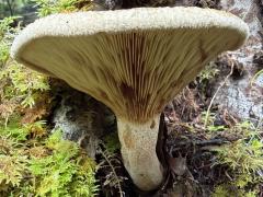 (Lactarius Common Milkcap) lateral