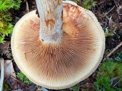 (Lactarius Common Milkcap) underside