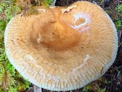 (Lactarius Common Milkcap) upperside