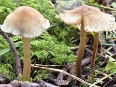 (Marasmiaceae Bonnet) lateral