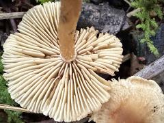 (Marasmiaceae Bonnet) underside