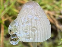 (Mycena Bonnet) lateral