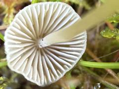 (Mycena Bonnet) underside