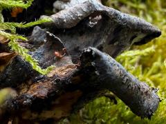 (Agaricomycetes Fungus) underside