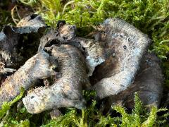 (Agaricomycetes Fungus) upperside
