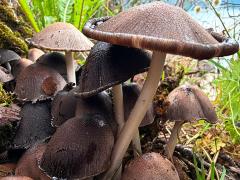 (Romagnesiana Inkcap) lateral