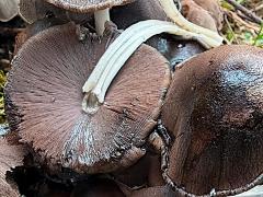 (Romagnesiana Inkcap) underside