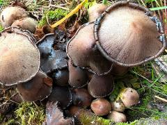 (Romagnesiana Inkcap) upperside