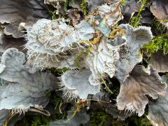 (Peltigera Pelt Lichen) underside