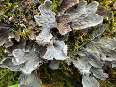 (Peltigera Pelt Lichen) upperside