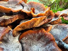 (Physalacriaceae Gill Mushroom) lateral