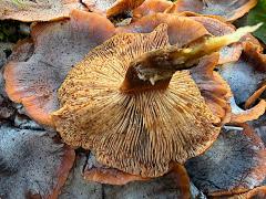 (Physalacriaceae Gill Mushroom) underside