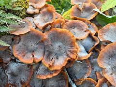 (Physalacriaceae Gill Mushroom) upperside