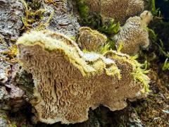 (Polyporales Shelf Fungus) underside