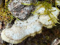 (Polyporales Shelf Fungus) upperside