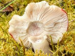 (Birch Brittlegill) underside
