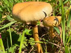 (Golden Cap) lateral