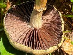 (Golden Cap) underside
