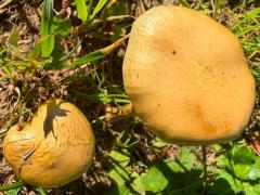 (Golden Cap) upperside