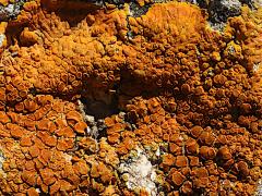(Variospora Sunburst Lichen) on rocks