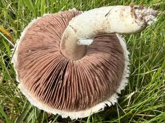 (Agaricus Field Mushroom) underside