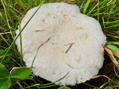 (Agaricus Field Mushroom) upperside