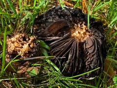 (Poor-ground Agaricus) underside