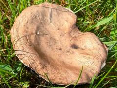 (Poor-ground Agaricus) upperside