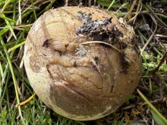 (Bovista Puffball) underside