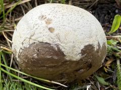 (Bovista Puffball) upperside