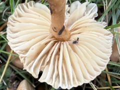 (Fairy Ring Marasmius) underside